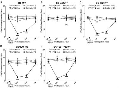 Parathyroid Hormone-Related Peptide Elicits Peripheral TRPV1-dependent Mechanical Hypersensitivity